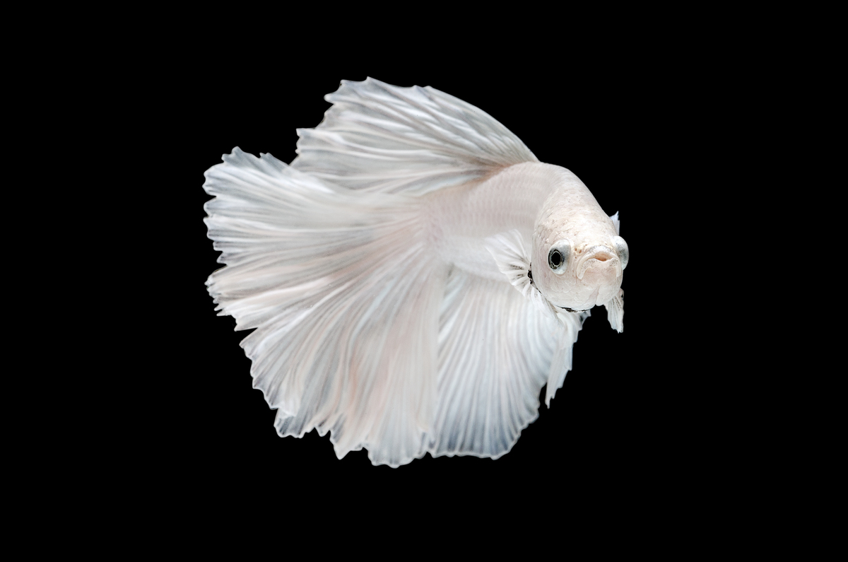 emmybetta betta thailand sell